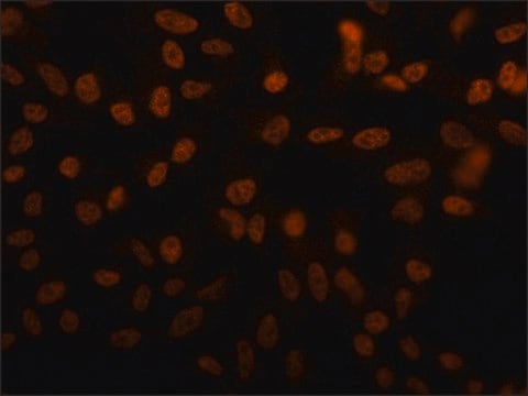 Monoclonal Anti-MASTL antibody produced in mouse clone 2C8/D11, purified from hybridoma cell culture