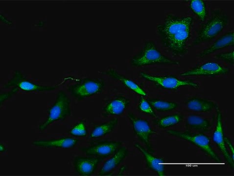 Anti-DLAT antibody produced in rabbit purified immunoglobulin, buffered aqueous solution