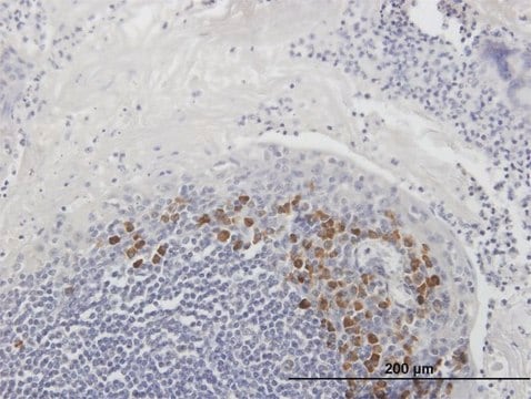 Anti-FAIM3 antibody produced in mouse purified immunoglobulin, buffered aqueous solution