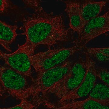 Anti-ZNF560 antibody produced in rabbit Prestige Antibodies&#174; Powered by Atlas Antibodies, affinity isolated antibody