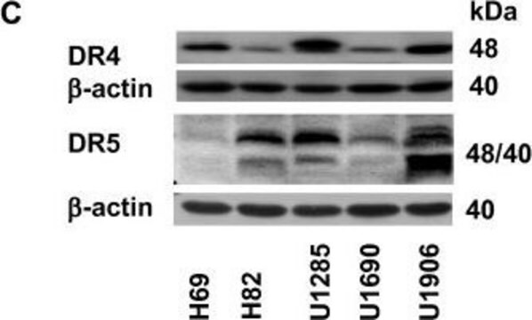 Anti-DR4, N-Terminal antibody produced in rabbit IgG fraction of antiserum, buffered aqueous solution