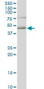 Anti-HOMER3 antibody produced in mouse IgG fraction of antiserum, buffered aqueous solution