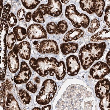 Anti-CST9 antibody produced in rabbit Prestige Antibodies&#174; Powered by Atlas Antibodies, affinity isolated antibody, buffered aqueous glycerol solution