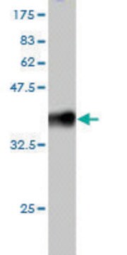 Monoclonal Anti-RNF20 antibody produced in mouse clone 1C6, purified immunoglobulin, buffered aqueous solution