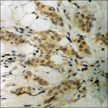 Anti-phospho-CDC2 (pThr161) antibody produced in rabbit affinity isolated antibody