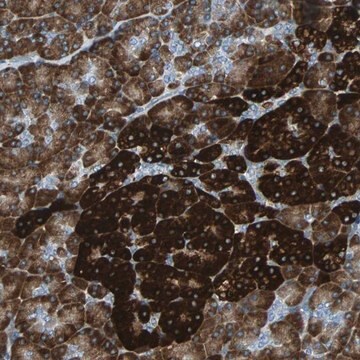 Anti-PDIA4 antibody produced in rabbit Prestige Antibodies&#174; Powered by Atlas Antibodies, affinity isolated antibody, buffered aqueous glycerol solution, Ab1