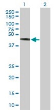 Anti-TRIM44 antibody produced in mouse purified immunoglobulin, buffered aqueous solution