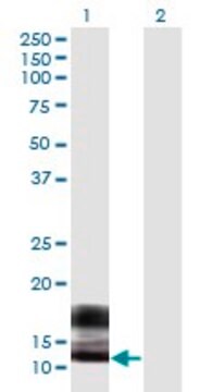 Monoclonal Anti-SPRR2F antibody produced in mouse clone 5A9, purified immunoglobulin, buffered aqueous solution