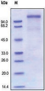 VLDLR human recombinant, expressed in HEK 293 cells, &#8805;97% (SDS-PAGE)