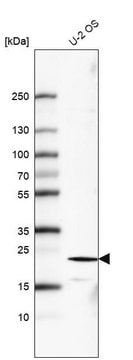 Monoclonal Anti-FGF21 antibody produced in mouse Prestige Antibodies&#174; Powered by Atlas Antibodies, clone CL6491, purified immunoglobulin, buffered aqueous glycerol solution