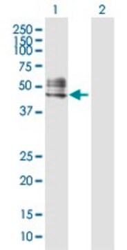 Anti-RTN4R antibody produced in rabbit purified immunoglobulin, buffered aqueous solution