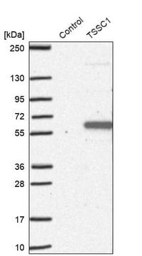 Anti-TSSC1 antibody produced in rabbit Prestige Antibodies&#174; Powered by Atlas Antibodies, affinity isolated antibody, buffered aqueous glycerol solution