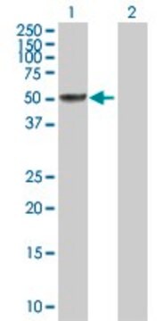 Anti-SH2D4A antibody produced in rabbit purified immunoglobulin, buffered aqueous solution