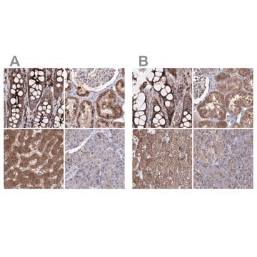 Anti-PEX13 antibody produced in rabbit Prestige Antibodies&#174; Powered by Atlas Antibodies, affinity isolated antibody, buffered aqueous glycerol solution