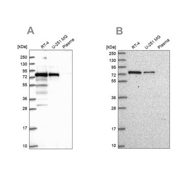 Anti-GNL1 antibody produced in rabbit Prestige Antibodies&#174; Powered by Atlas Antibodies, affinity isolated antibody, buffered aqueous glycerol solution