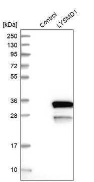 Anti-LYSMD1 antibody produced in rabbit Prestige Antibodies&#174; Powered by Atlas Antibodies, affinity isolated antibody, buffered aqueous glycerol solution