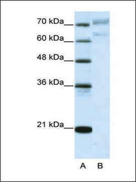 Anti-AATF (AB1) antibody produced in rabbit IgG fraction of antiserum