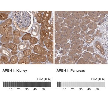 Anti-APEH antibody produced in rabbit Prestige Antibodies&#174; Powered by Atlas Antibodies, affinity isolated antibody, buffered aqueous glycerol solution, ab1