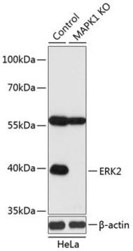 Anti-ERK2 antibody produced in rabbit