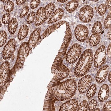 Anti-TOGARAM2 antibody produced in rabbit Prestige Antibodies&#174; Powered by Atlas Antibodies, affinity isolated antibody, buffered aqueous glycerol solution