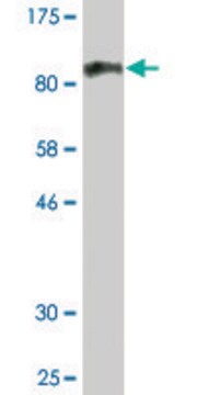 Monoclonal Anti-RARS antibody produced in mouse clone 1E9-2B5, ascites fluid