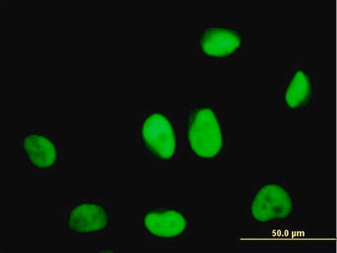 ANTI-ZNF207 antibody produced in mouse clone 5G3, purified immunoglobulin, buffered aqueous solution