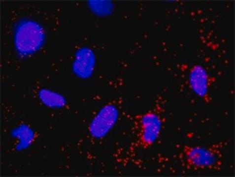 Monoclonal Anti-PIK3R3 antibody produced in mouse clone 2F8, purified immunoglobulin, buffered aqueous solution