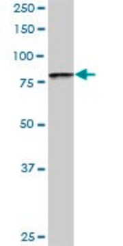 Anti-BBS7 antibody produced in rabbit purified immunoglobulin, buffered aqueous solution