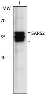 Anti-SARS2 (26-40) antibody produced in rabbit IgG fraction of antiserum