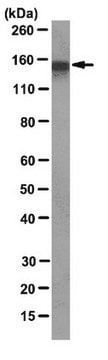 Anti-CEACAM1 Antibody, clone 4D1/C2 clone 4D1/C2, from mouse