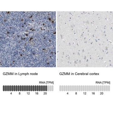 Anti-GZMM antibody produced in rabbit Prestige Antibodies&#174; Powered by Atlas Antibodies, affinity isolated antibody, buffered aqueous glycerol solution