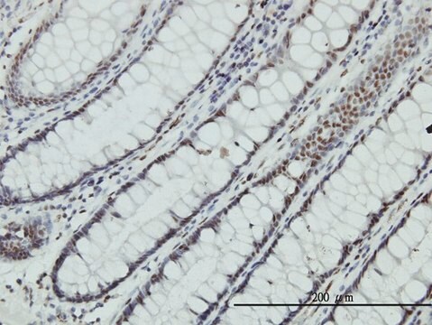 Monoclonal Anti-ZNF143 antibody produced in mouse clone 3A7, purified immunoglobulin, buffered aqueous solution