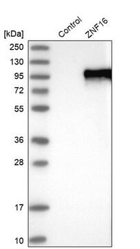 Anti-ZNF16 antibody produced in rabbit Prestige Antibodies&#174; Powered by Atlas Antibodies, affinity isolated antibody, buffered aqueous glycerol solution