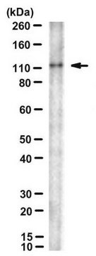 Anticuerpo anti-CtIP, clon 14-1 clone 14-1, from mouse