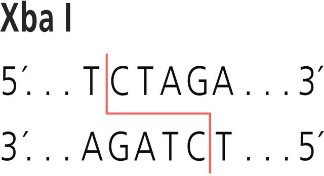 Xba I from Xanthomonas badrii Restriction Enzyme