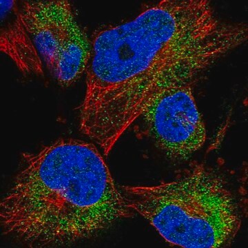 Anti-ACBD7 antibody produced in rabbit Prestige Antibodies&#174; Powered by Atlas Antibodies, affinity isolated antibody, buffered aqueous glycerol solution