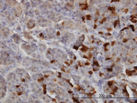 Monoclonal Anti-LAMA2 antibody produced in mouse clone 2D4, purified immunoglobulin, buffered aqueous solution