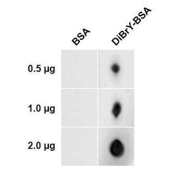 Monoclonal Anti-Dibromo-tyrosine-FITC antibody produced in mouse clone 6G3