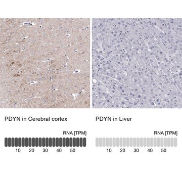 Anti-PDYN antibody produced in rabbit Prestige Antibodies&#174; Powered by Atlas Antibodies, affinity isolated antibody, buffered aqueous glycerol solution