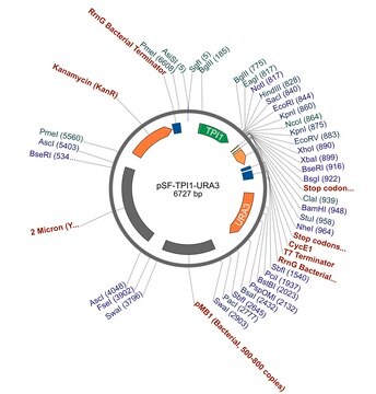 PSF-TPI1-URA3 - STRONG PROMOTER YEAST PLASMID plasmid vector for molecular cloning