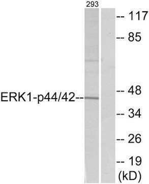 Anti-p44 MAP Kinase antibody produced in rabbit affinity isolated antibody