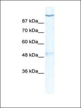 Anti-KCNH6 (AB1) antibody produced in rabbit affinity isolated antibody