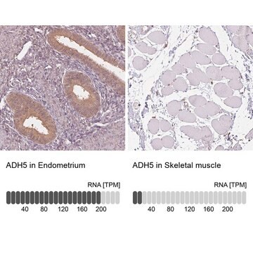 Anti-ADH5 antibody produced in rabbit Prestige Antibodies&#174; Powered by Atlas Antibodies, affinity isolated antibody, buffered aqueous glycerol solution