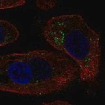 Anti-GALNT18 antibody produced in rabbit Prestige Antibodies&#174; Powered by Atlas Antibodies, affinity isolated antibody, buffered aqueous glycerol solution