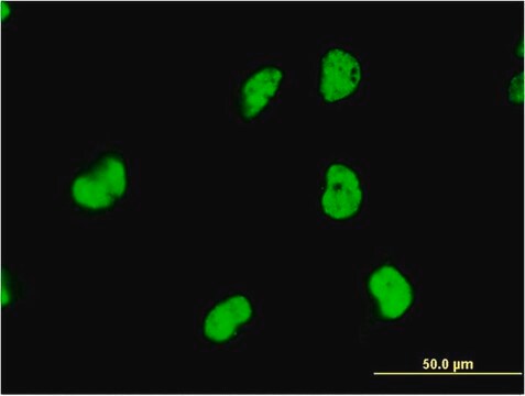 Monoclonal Anti-DAZAP1, (C-terminal) antibody produced in mouse clone 2F6, purified immunoglobulin, buffered aqueous solution