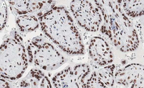 Anti-Bcl3 Antibody, clone 1E9 ZooMAb&#174; Rabbit Monoclonal recombinant, expressed in HEK 293 cells