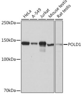 Anti-POLD1 Antibody, clone 4B6I3, Rabbit Monoclonal