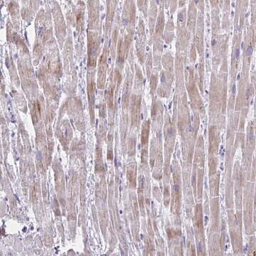 Anti-BCL6B antibody produced in rabbit Prestige Antibodies&#174; Powered by Atlas Antibodies, affinity isolated antibody, buffered aqueous glycerol solution