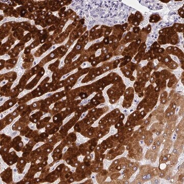 Anti-CYP2A13 antibody produced in rabbit Prestige Antibodies&#174; Powered by Atlas Antibodies, affinity isolated antibody, buffered aqueous glycerol solution