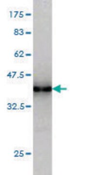 Monoclonal Anti-SNF8 antibody produced in mouse clone 6B11, purified immunoglobulin, buffered aqueous solution